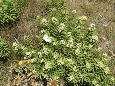 Daphne gnuidium on mariposa